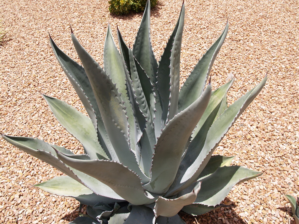 Agave