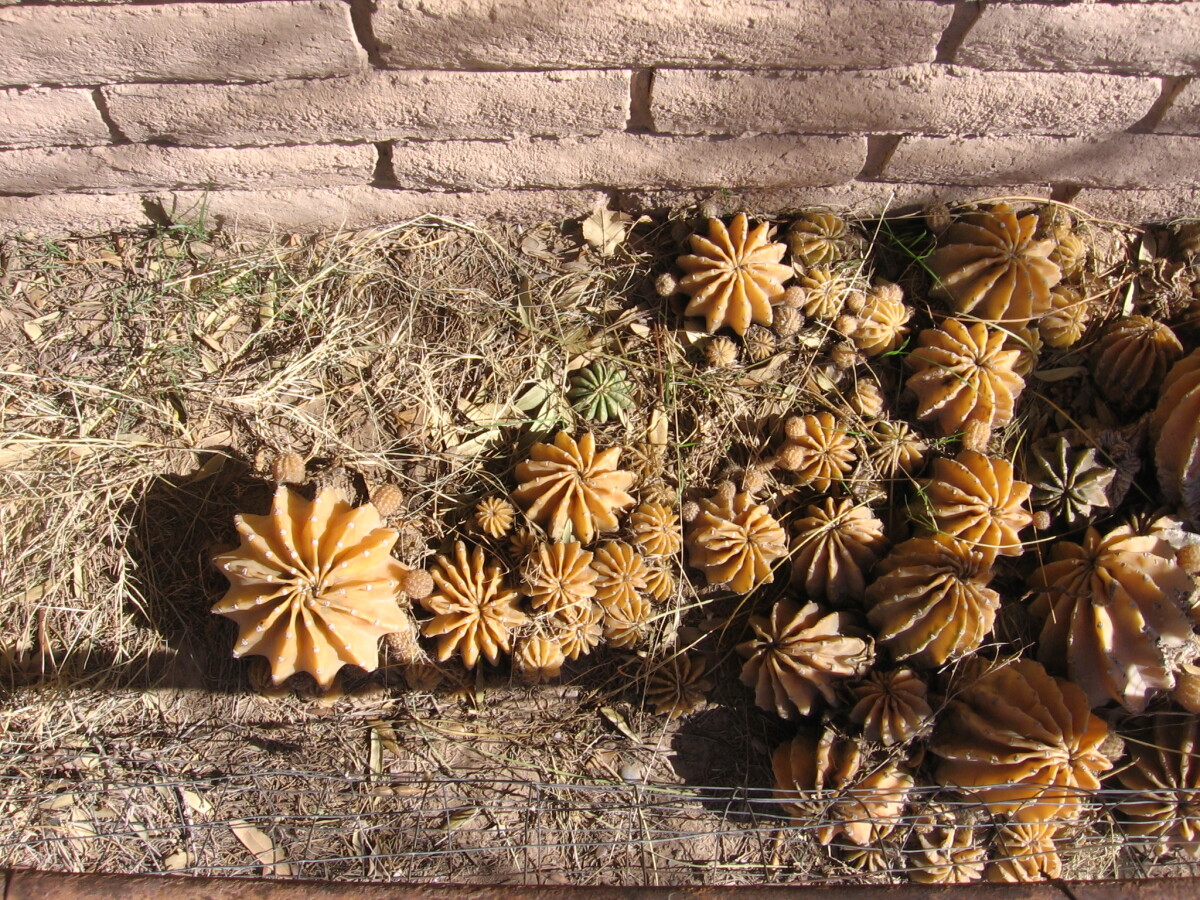 CAE011340a, Chihuahuan Hook Spine Cactus along Dog Canyon T…