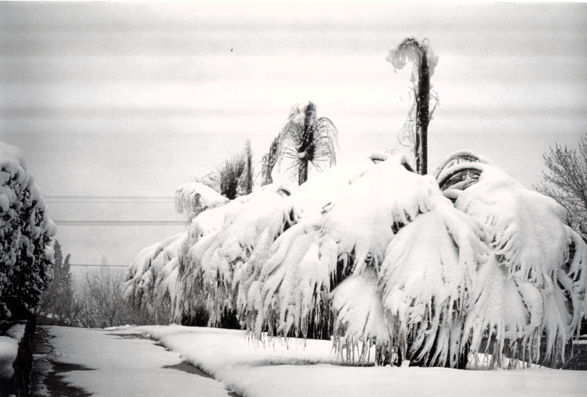 Snow Day 1987 Digie Snow Day 1987 Digie