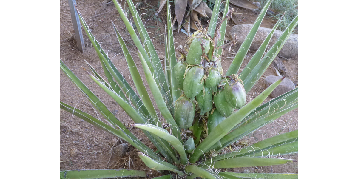 Banana Yucca Fruit wall